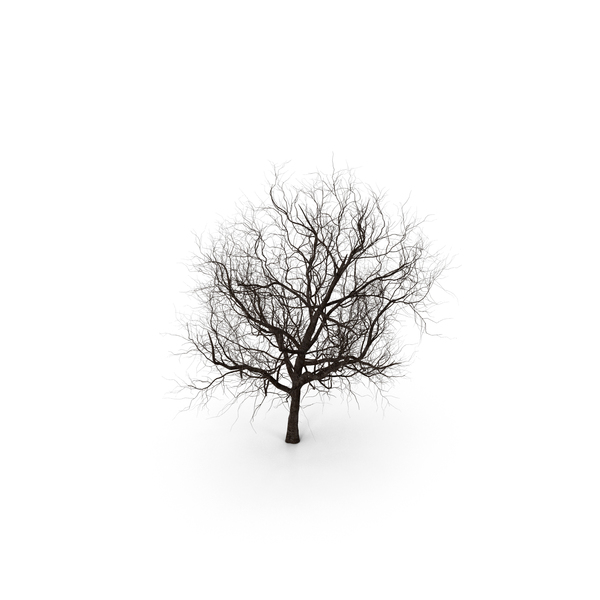 Winter Cherry Tree PNG & PSD Images Winter Cherry Tree PNG & PSD Images