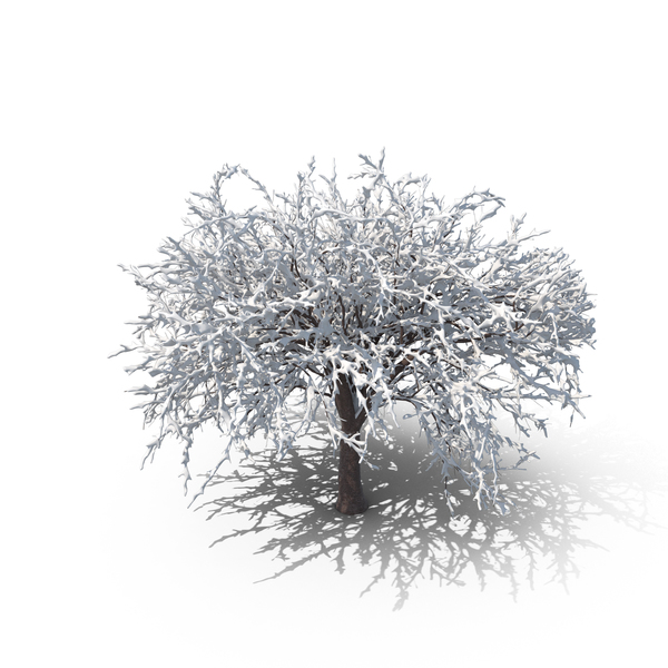 Winter Cherry Tree Png Images Psds For Download Pixelsquid Sa