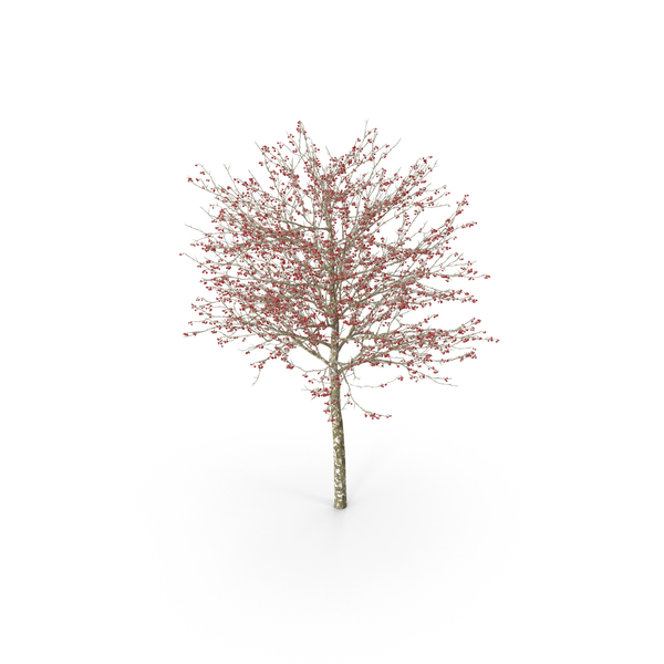 Cockspur: Winter Cockpur Hawthorn Small with Berries PNG & PSD Images Cockspur: Winter Cockpur Hawthorn Small with Berries PNG & PSD Images