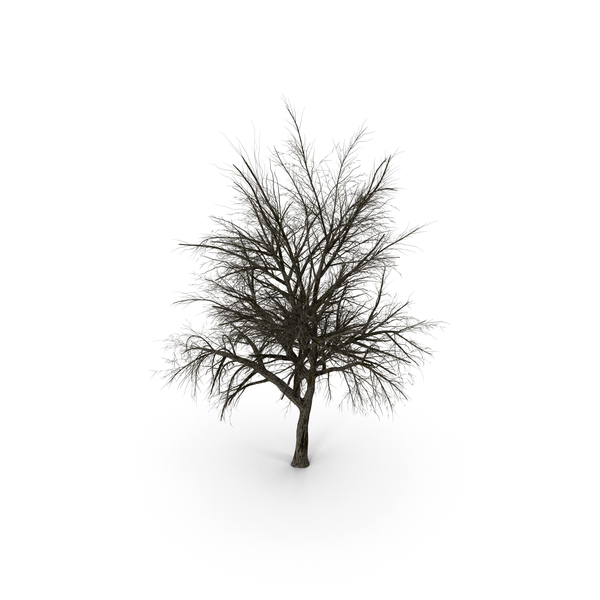 Winter Pear Tree PNG & PSD Images Winter Pear Tree PNG & PSD Images