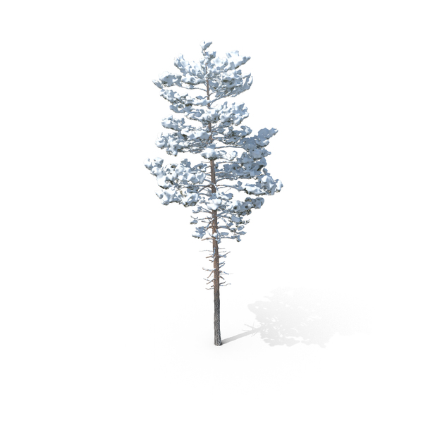 Winter Pine Tree PNG & PSD Images Winter Pine Tree PNG & PSD Images