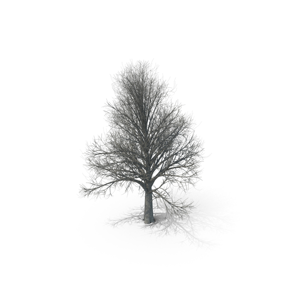 Winter Tree PNG & PSD Images Winter Tree PNG & PSD Images