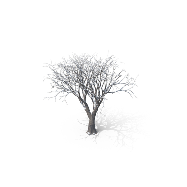 Winter Tree PNG & PSD Images Winter Tree PNG & PSD Images