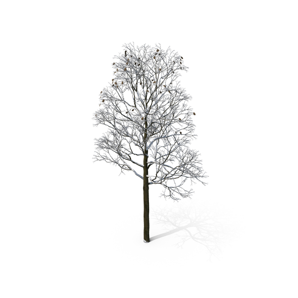 Snow: Winter Tree PNG & PSD Images Snow: Winter Tree PNG & PSD Images