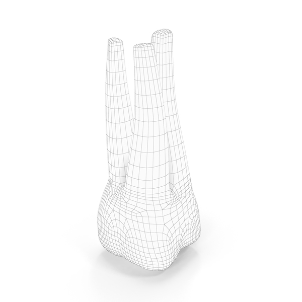 Wireframe Human Teeth Upper First Molar PNG & PSD Images