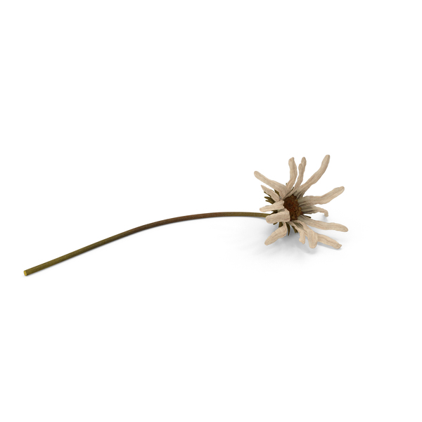 Withered Daisy PNG & PSD Images