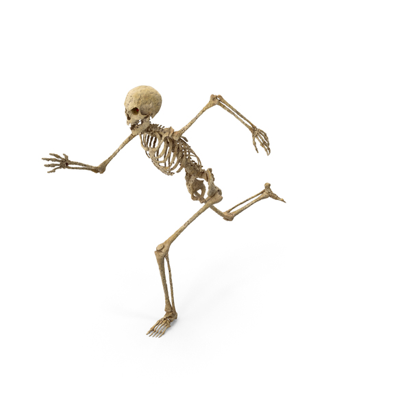 Skeleton PNG Images & PSDs for Download | PixelSquid