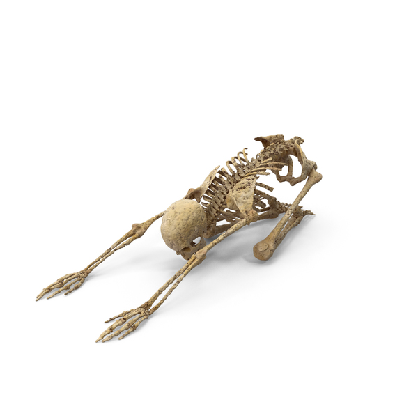 Skeleton PNG Images & PSDs for Download | PixelSquid