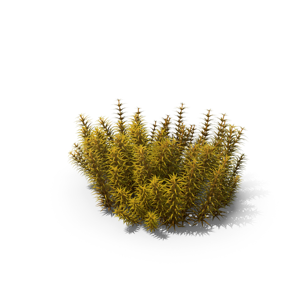 Yellow Arctic Moss PNG & PSD Images