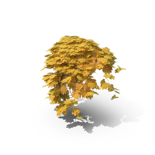 Yellow Ivy PNG & PSD Images Yellow Ivy PNG & PSD Images