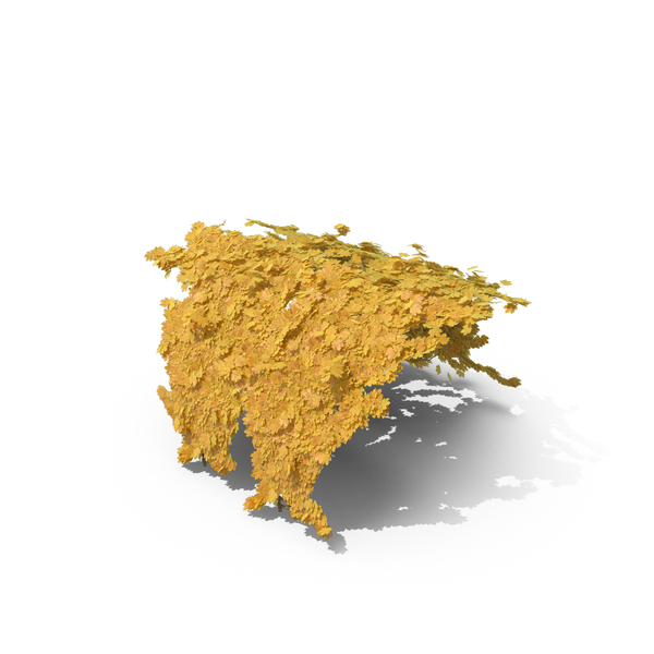 Yellow Ivy PNG & PSD Images Yellow Ivy PNG & PSD Images