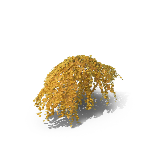 Yellow Ivy PNG & PSD Images