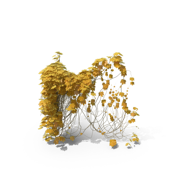 Yellow Ivy PNG & PSD Images Yellow Ivy PNG & PSD Images