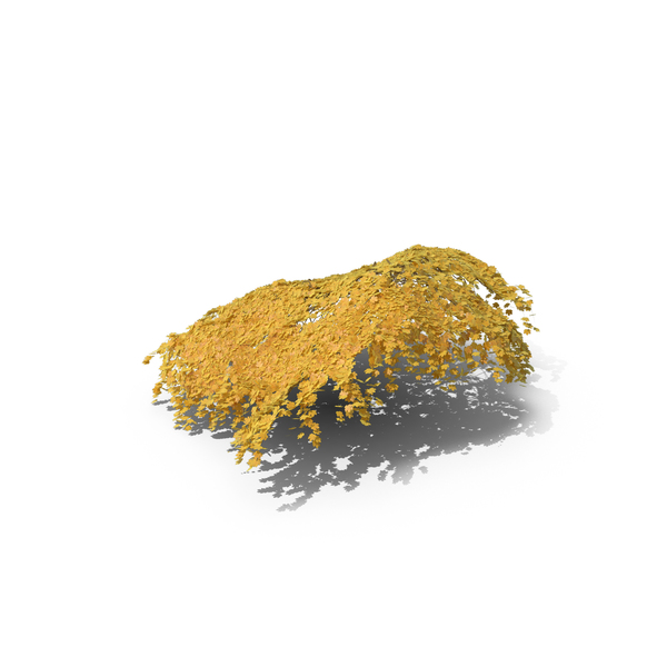 Yellow Ivy PNG & PSD Images Yellow Ivy PNG & PSD Images