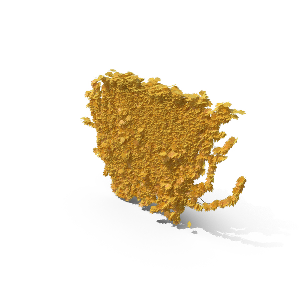 Yellow Ivy PNG & PSD Images Yellow Ivy PNG & PSD Images
