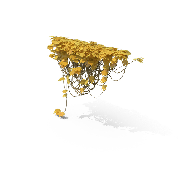 Yellow Ivy PNG & PSD Images Yellow Ivy PNG & PSD Images