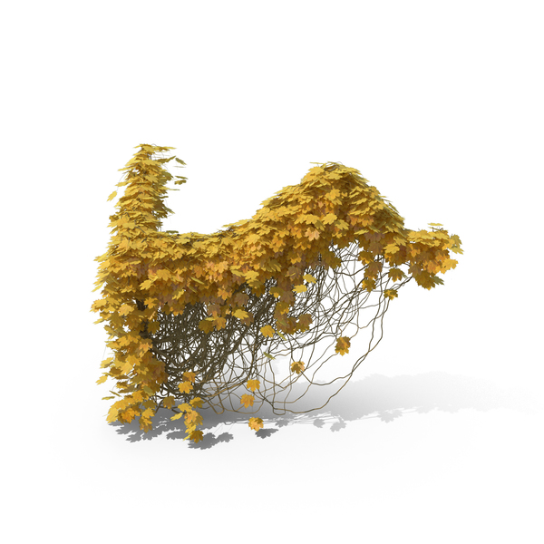 Yellow Ivy PNG & PSD Images Yellow Ivy PNG & PSD Images