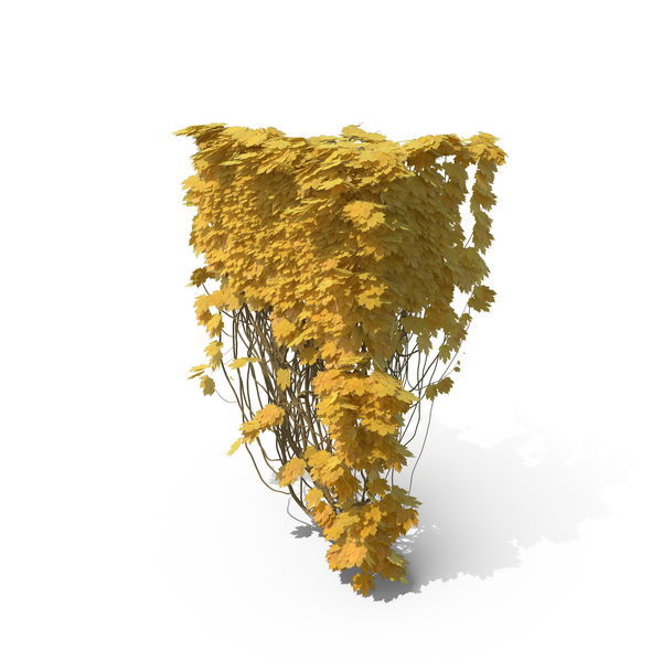 Yellow Ivy PNG & PSD Images Yellow Ivy PNG & PSD Images