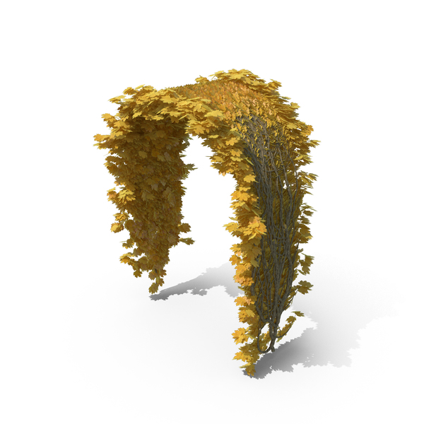 Yellow Ivy PNG & PSD Images Yellow Ivy PNG & PSD Images