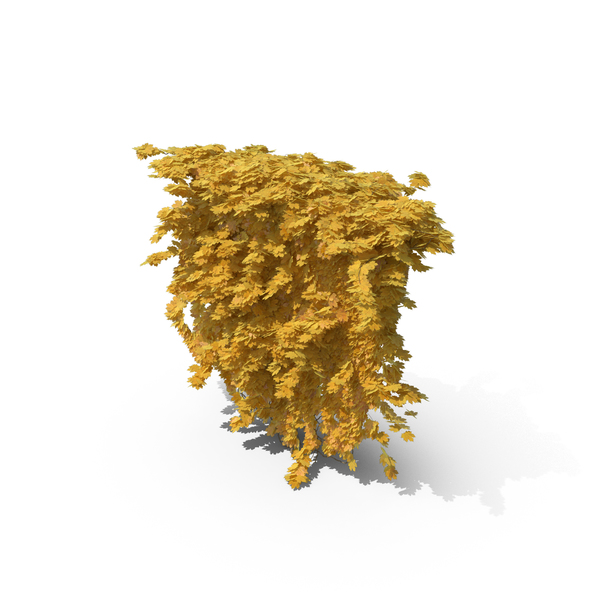 Yellow Ivy PNG & PSD Images Yellow Ivy PNG & PSD Images