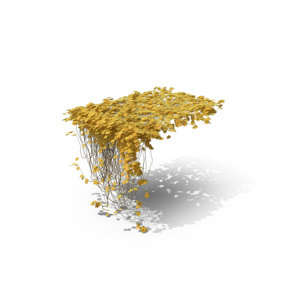Yellow Ivy PNG & PSD Images Yellow Ivy PNG & PSD Images