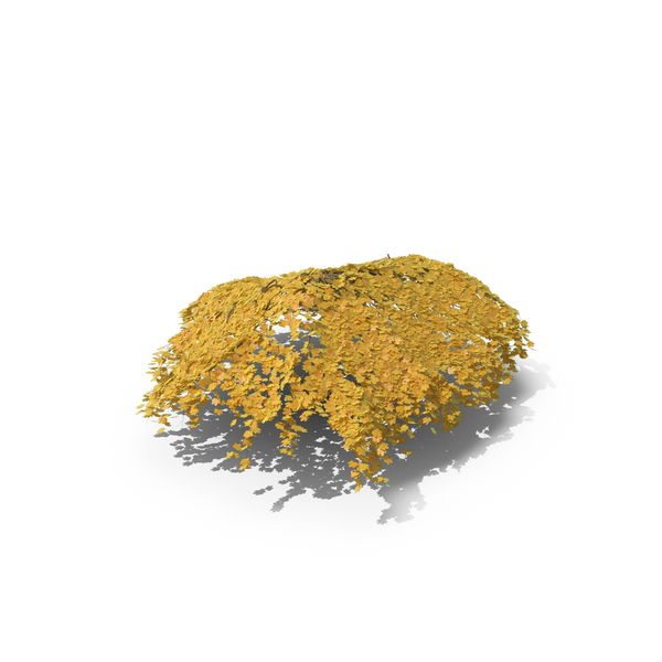 Yellow Ivy PNG & PSD Images Yellow Ivy PNG & PSD Images