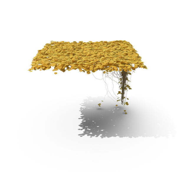 Yellow Ivy PNG & PSD Images Yellow Ivy PNG & PSD Images