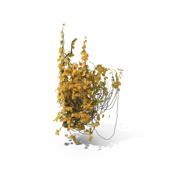 Yellow Ivy Column PNG & PSD Images Yellow Ivy Column PNG & PSD Images