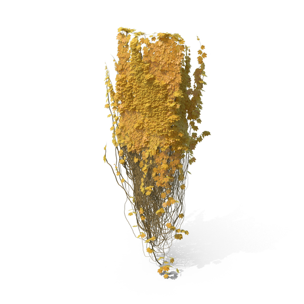Yellow Ivy PNG & PSD Images Yellow Ivy PNG & PSD Images