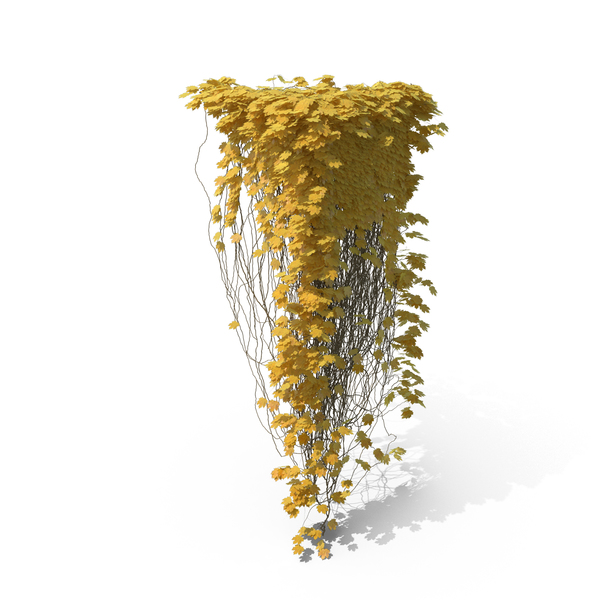 Yellow Ivy Object Yellow Ivy Object