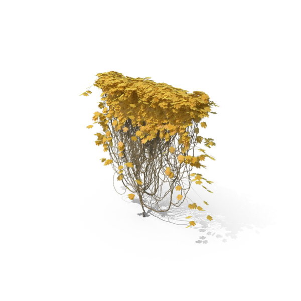 Yellow Ivy PNG & PSD Images Yellow Ivy PNG & PSD Images