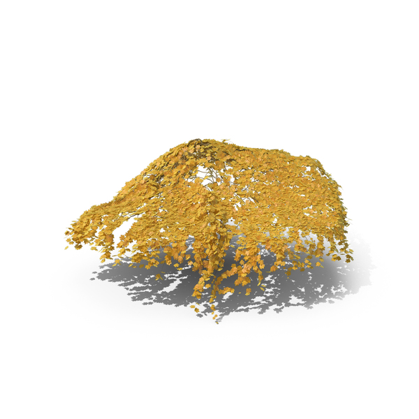 Yellow Ivy PNG & PSD Images Yellow Ivy PNG & PSD Images