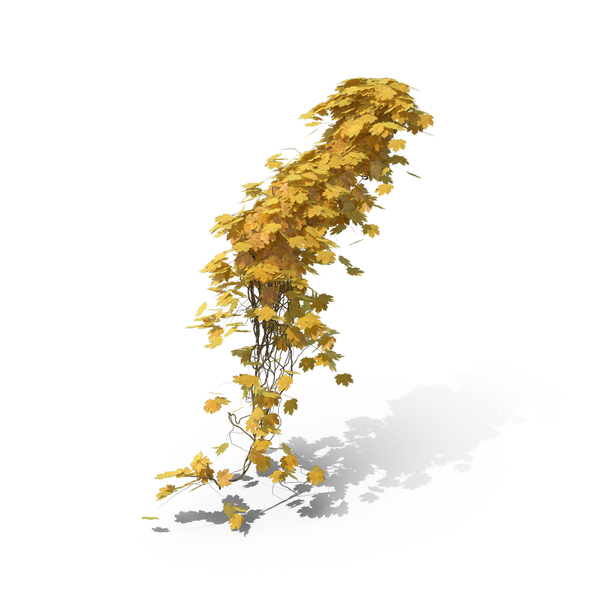 Yellow Ivy PNG & PSD Images Yellow Ivy PNG & PSD Images