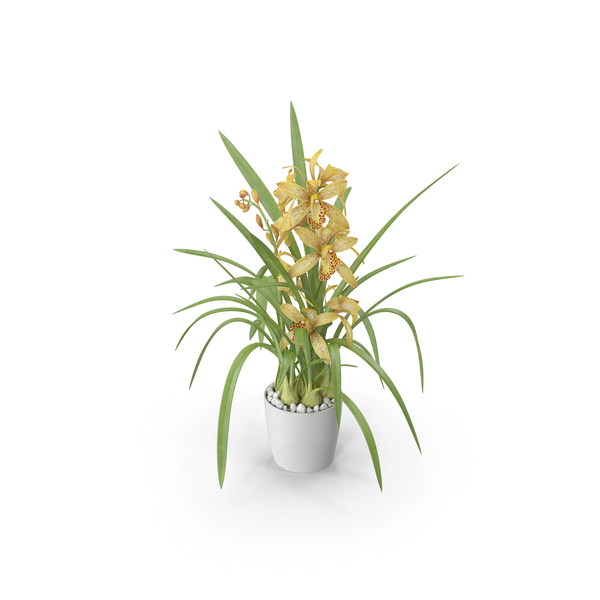 Yellow Orchid Pot PNG & PSD Images Yellow Orchid Pot PNG & PSD Images