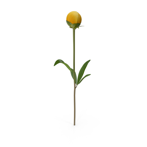Flowering Plants: Yellow Peony PNG & PSD Images Flowering Plants: Yellow Peony PNG & PSD Images