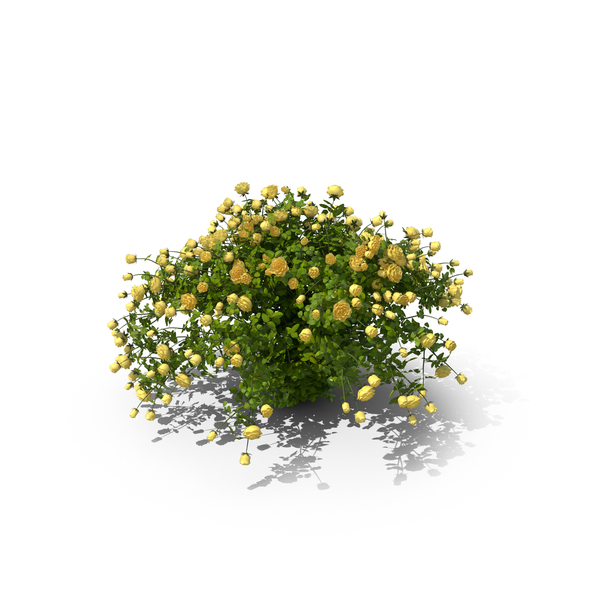 Yellow Rose Bush PNG Images & PSDs for Download | PixelSquid - S111587770