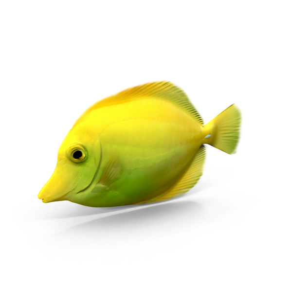 Yellow Tang PNG & PSD Images Yellow Tang PNG & PSD Images