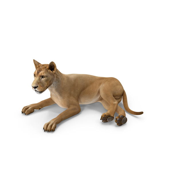 Young Lion Lying Pose PNG & PSD Images