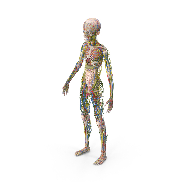 人：年轻人的身体解剖结构无肌肉PNG和PSD图像