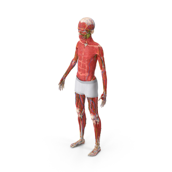 Complete Male: Young Man Full Body Anatomy PNG & PSD Images Complete Male: Young Man Full Body Anatomy PNG & PSD Images