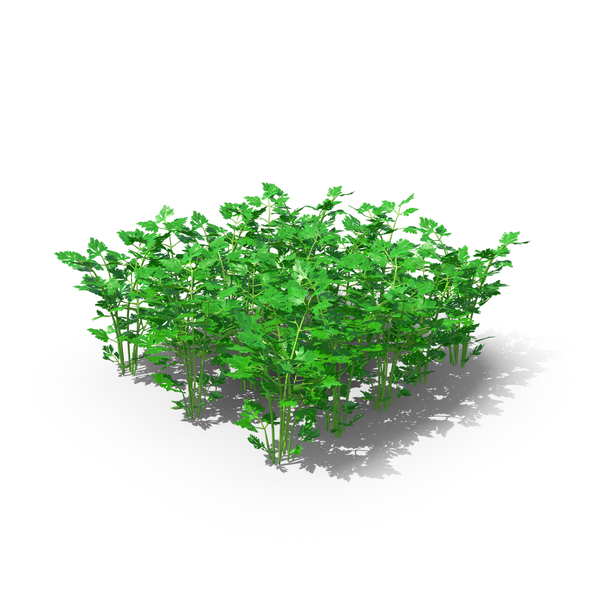 Young Parsley Bed PNG & PSD Images Young Parsley Bed PNG & PSD Images
