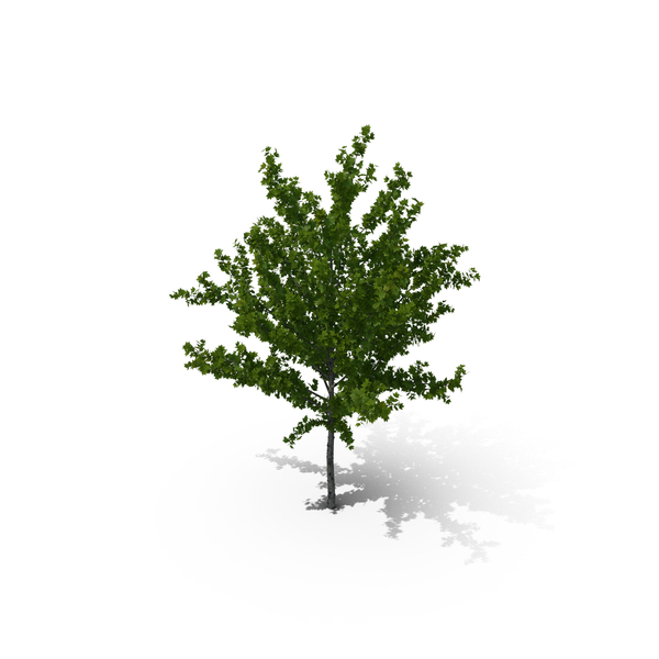 Young Tree Red Maple Summer PNG & PSD Images Young Tree Red Maple Summer PNG & PSD Images