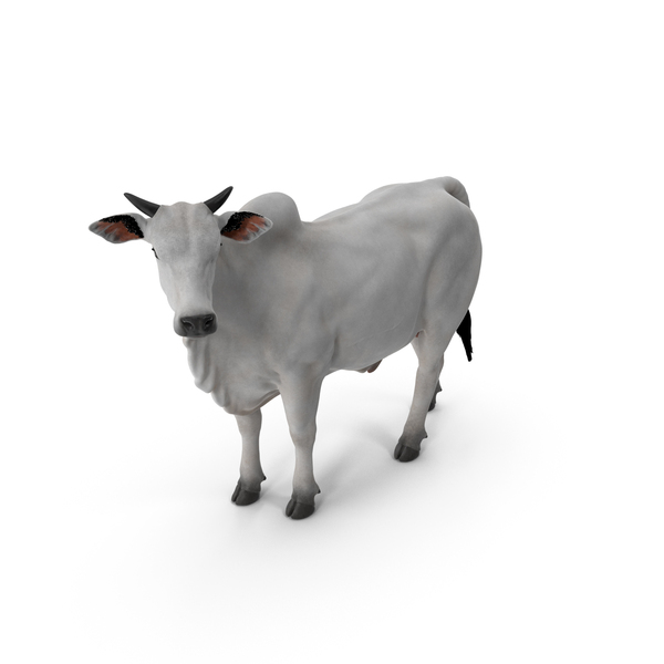 Bull: Zebu Cattle Male Looking Fur PNG & PSD Images Bull: Zebu Cattle Male Looking Fur PNG & PSD Images
