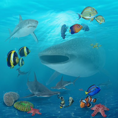Sea Life Collection
