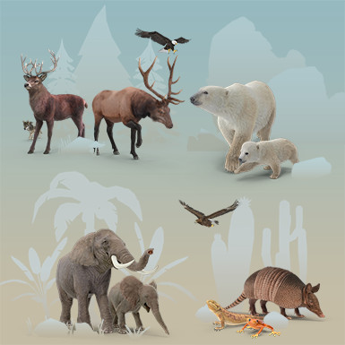 Animals Collection