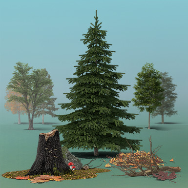 Forest Details Collection